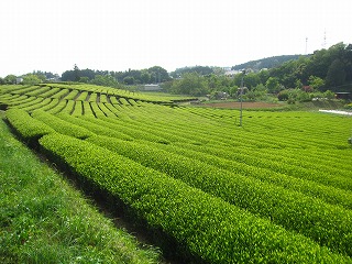 狭山茶の茶園