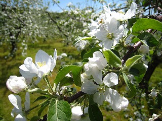 川場村、りんごの花