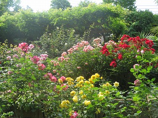 区立赤塚植物園・バラの花