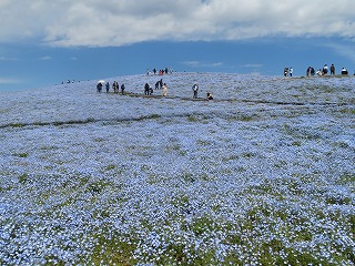 国営ひたち海浜公園・ネモフィラ