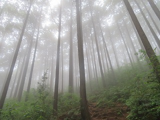霧に包まれる山林