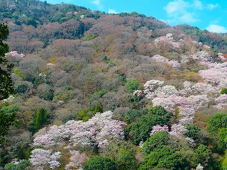 嵐山公園・亀山地区から眺めた嵐山の山桜