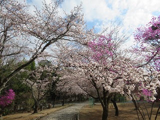 嵐山公園・亀山地区の桜