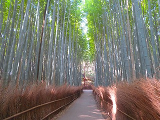 嵯峨野竹林の道