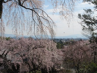 天龍寺・枝垂桜越しに京都盆地を望む