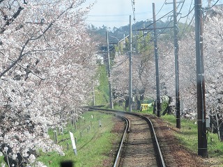 嵐電・桜のトンネルの風景
