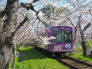 桜のトンネルと嵐電