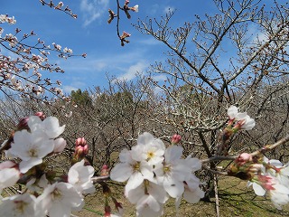 仁和寺・御室桜