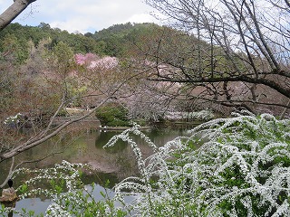 龍安寺・鏡容池の風景