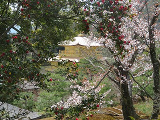 桜越しに見る金閣