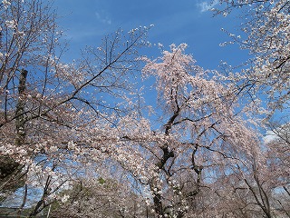 平野神社境内の桜
