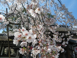 平野神社の桜