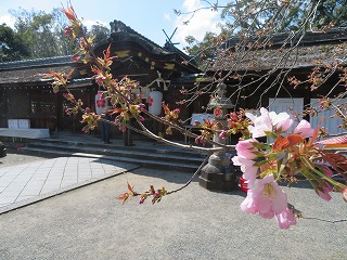 平野神社・社殿と桜