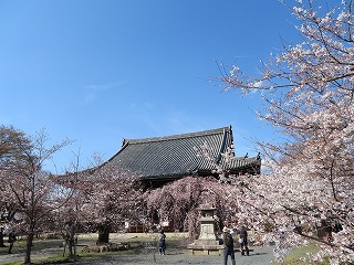 立本寺と桜