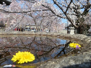 立本寺・手水鉢越しの風景