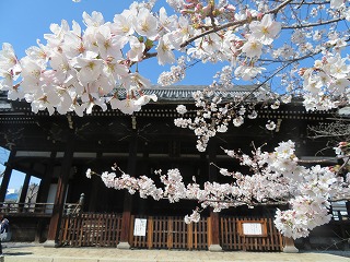 立本寺と桜