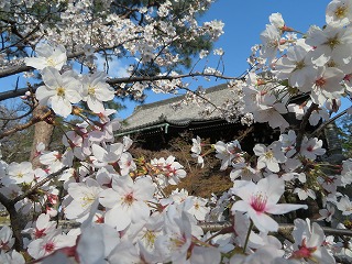真正極楽寺（真如堂）、桜の風景