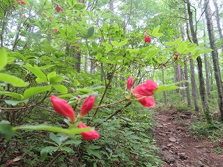 ヤマツツジが咲く