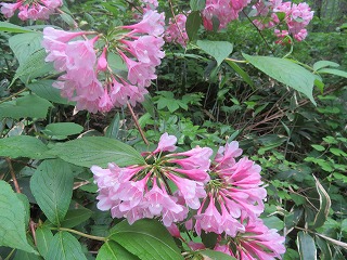 タニウツギの花