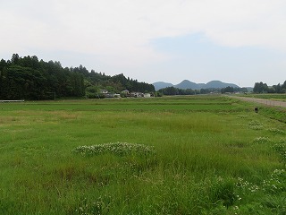 耕作放棄された水田