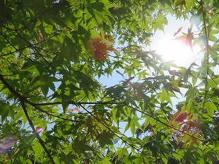 鮮やかなカエデの新緑