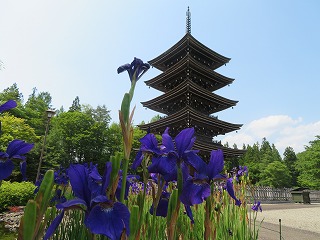 あやめの花と五重塔
