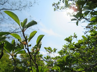 初夏の日差しに輝く
