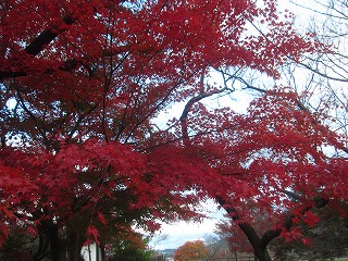 高遠城址公園の紅葉