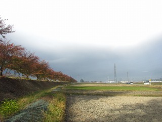 三峰川の桜並木