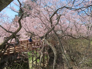 高遠城址公園・桜雲橋