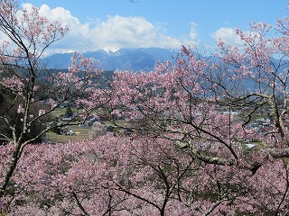 高遠城址公園から望む中央アルプスの風景