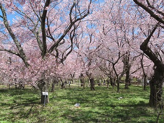 高遠城址公園の風景