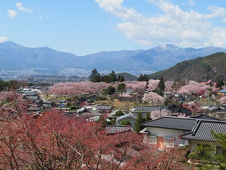 武家地エリアから望む高遠城址公園