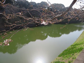 璹