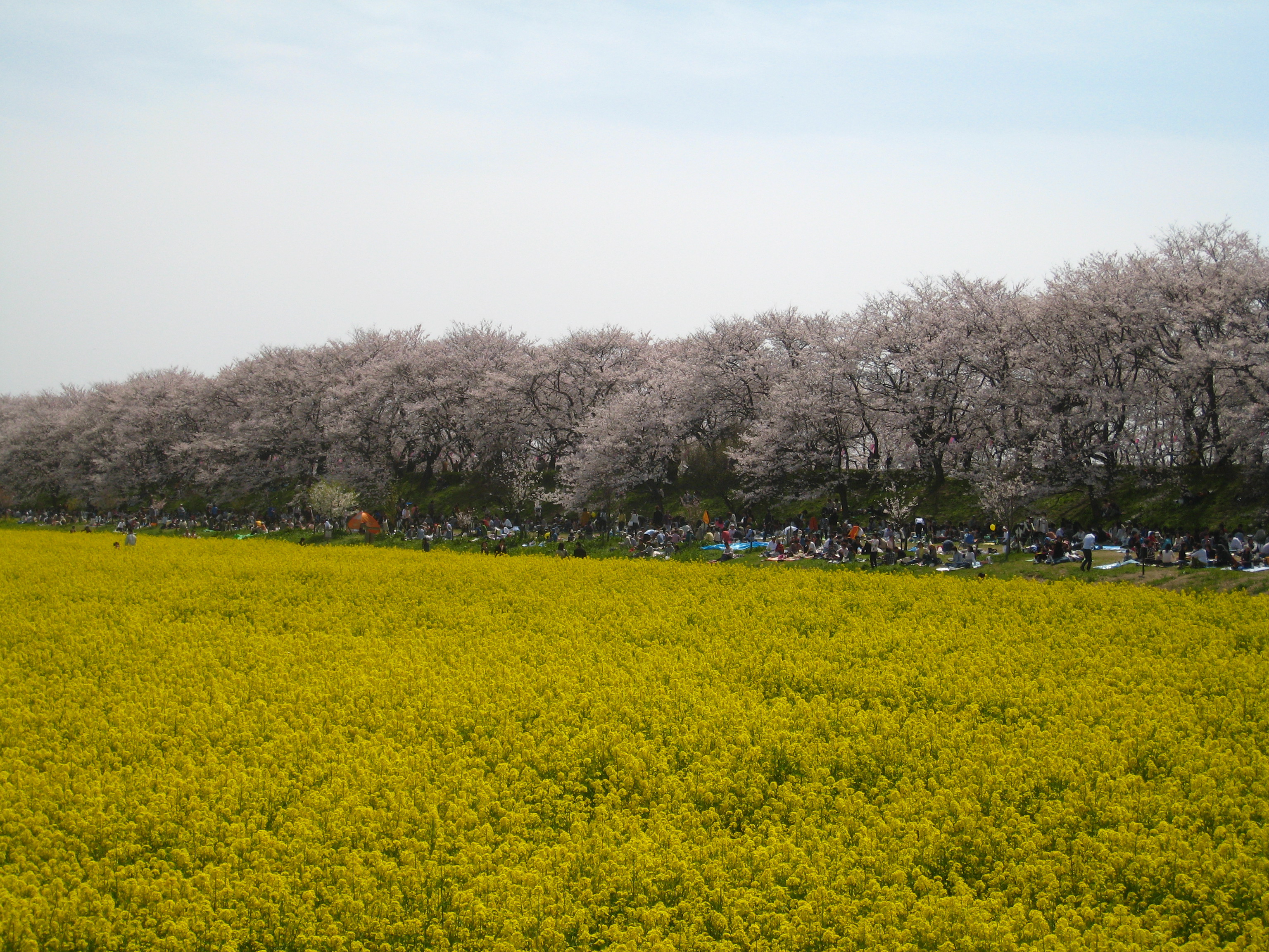 ��������̍�