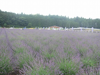 ��N�̉����x���_�[��