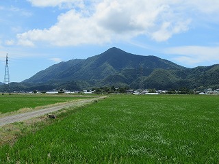 水田越しに弥彦山を望む