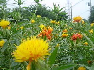 桶川市・べにばな畑