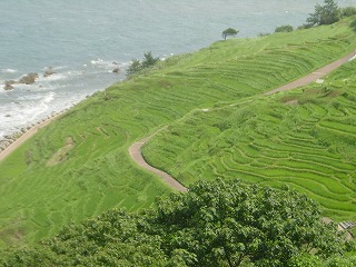白米の千枚田