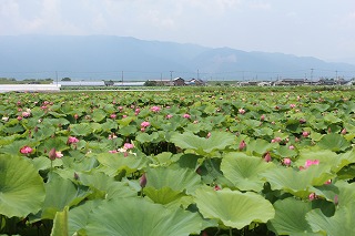 立田赤蓮保存田
