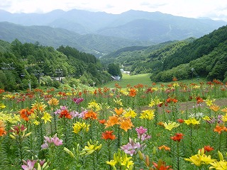 尾瀬岩鞍ゆり園