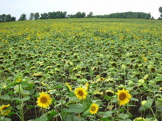 北竜町・ひまわりの里の風景