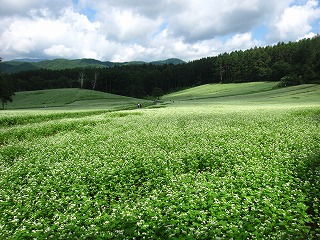 新秋のそば畑