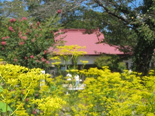 真性寺と女郎花