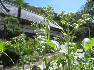 法善寺の藤袴の風景
