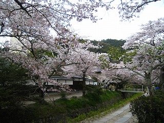 �N�w�̓��̃\���C���V�m