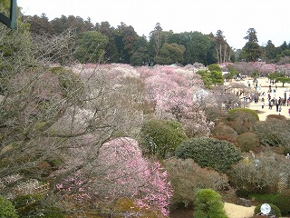 偕楽園・見頃の梅園の風景