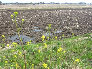 菜の花の咲く、野辺の風景