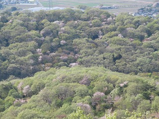 山桜が咲く金山の風景