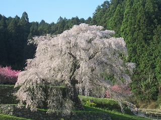 �����q��(�{���̑��)